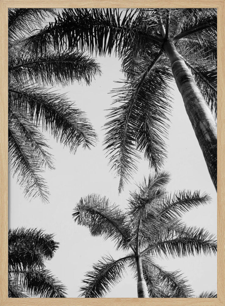 Zwart-witte palmboom | Poster