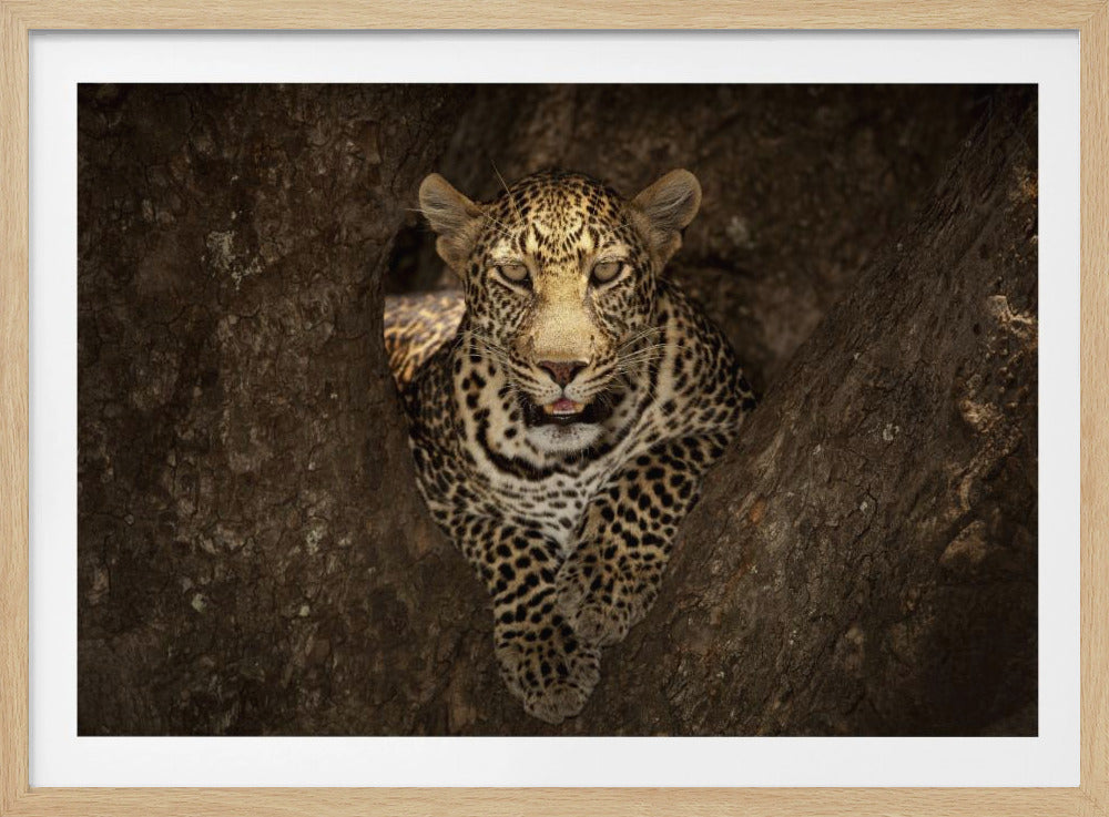 Luipaard rustend op een boom in de Masai Mara | Poster