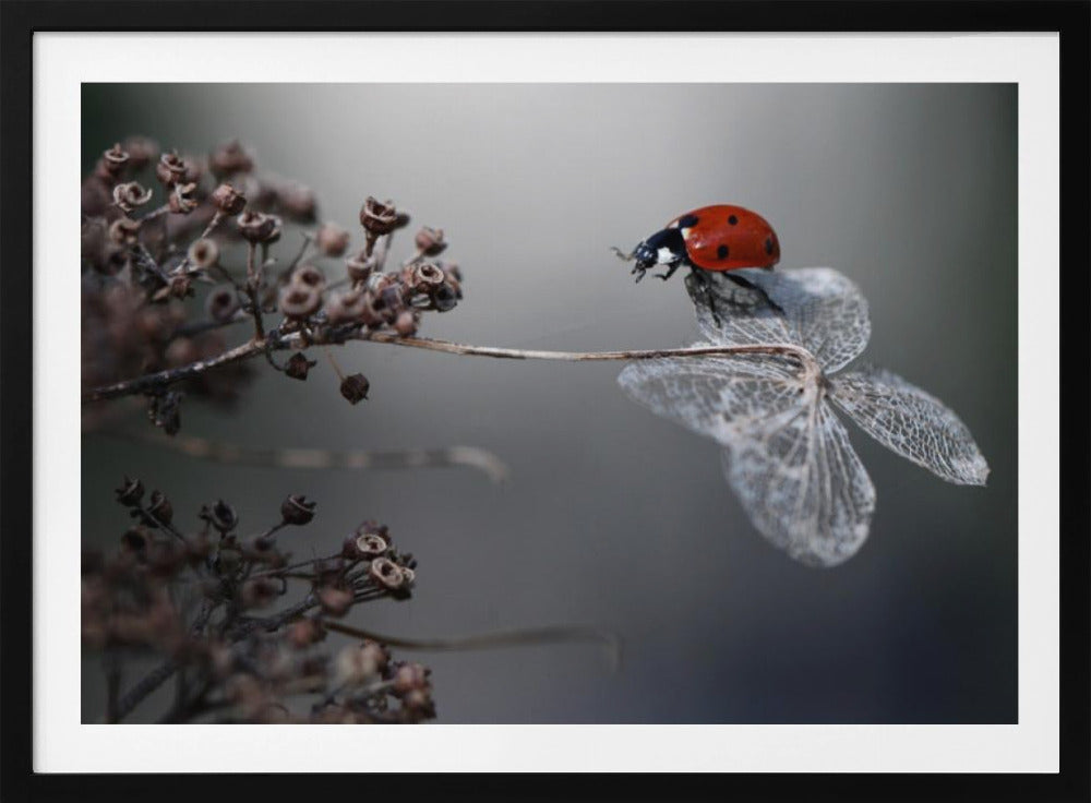 Lieveheersbeestje op hortensia. | Poster