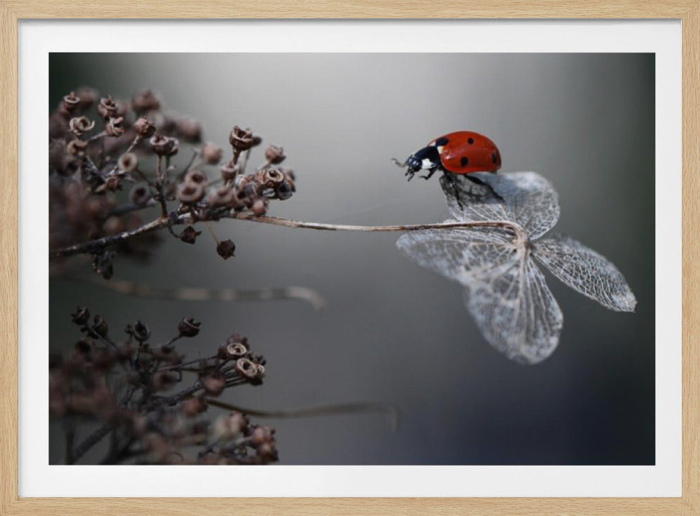 Lieveheersbeestje op hortensia. | Poster