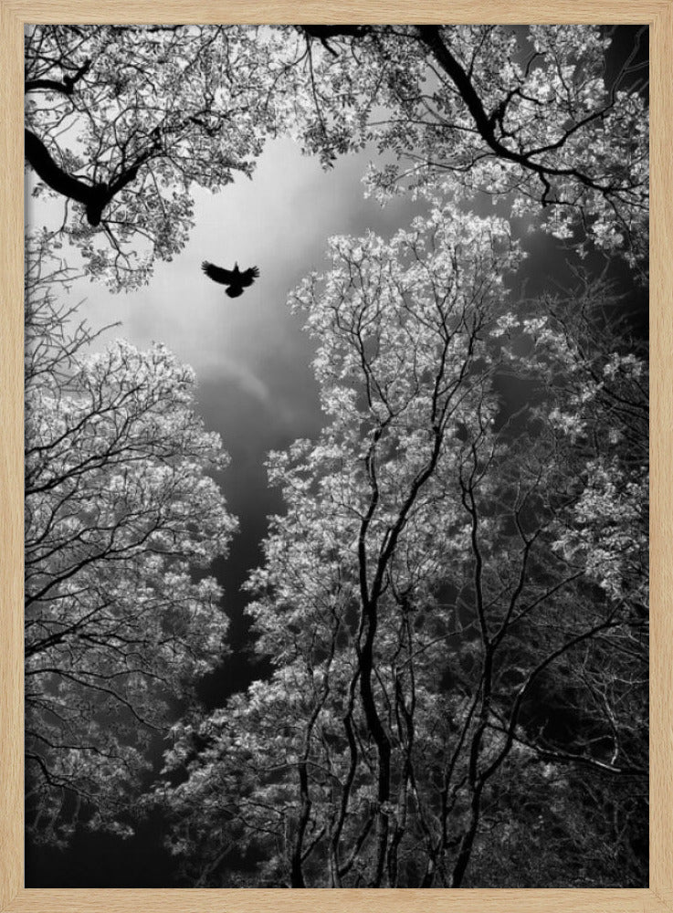 Vlucht | Poster