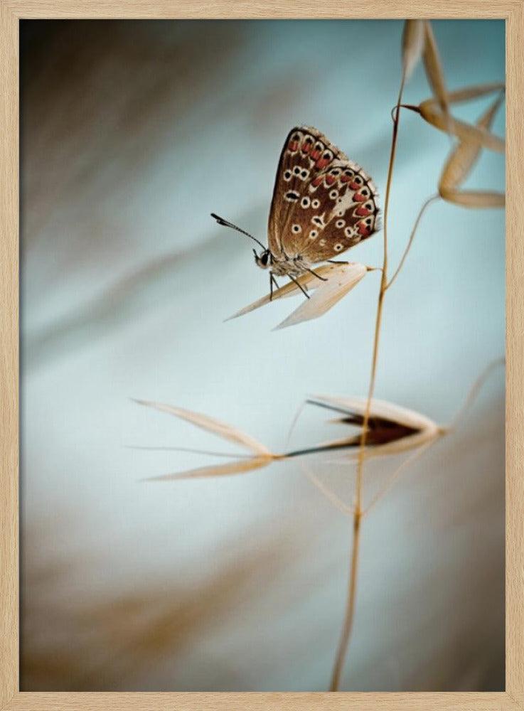 Droom in blauw | Poster