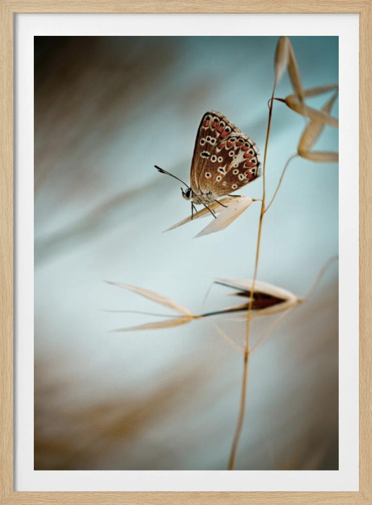 Droom in blauw | Poster