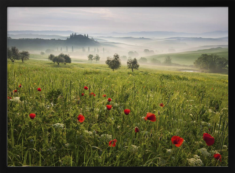 Toscaanse lente | Poster