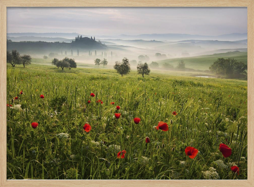Toscaanse lente | Poster
