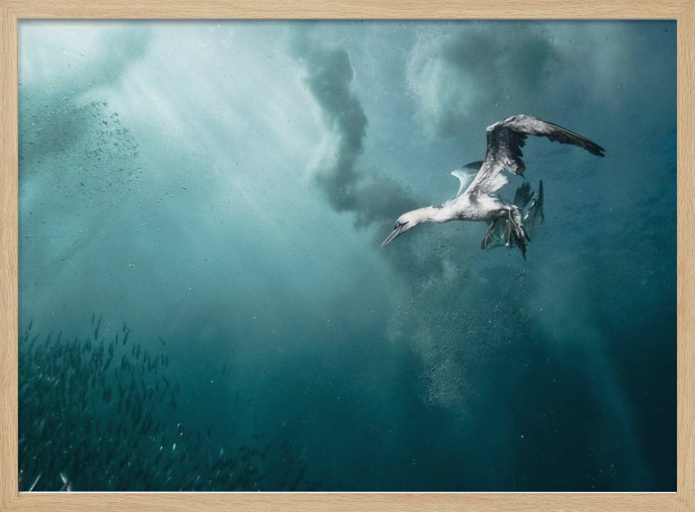 duiker | Poster