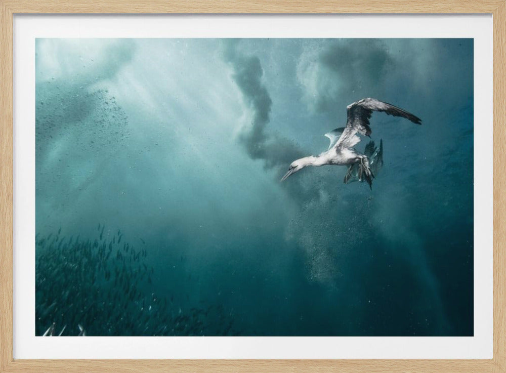 duiker | Poster