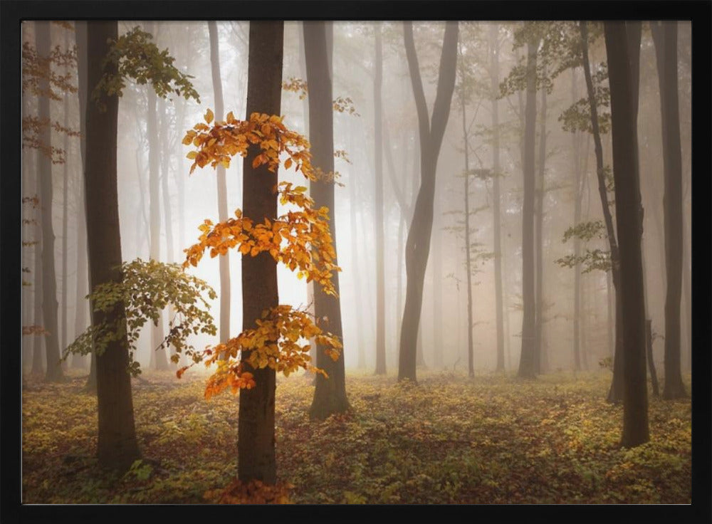 In novemberlicht | Poster