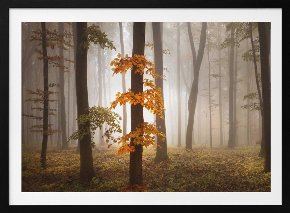 In novemberlicht | Poster
