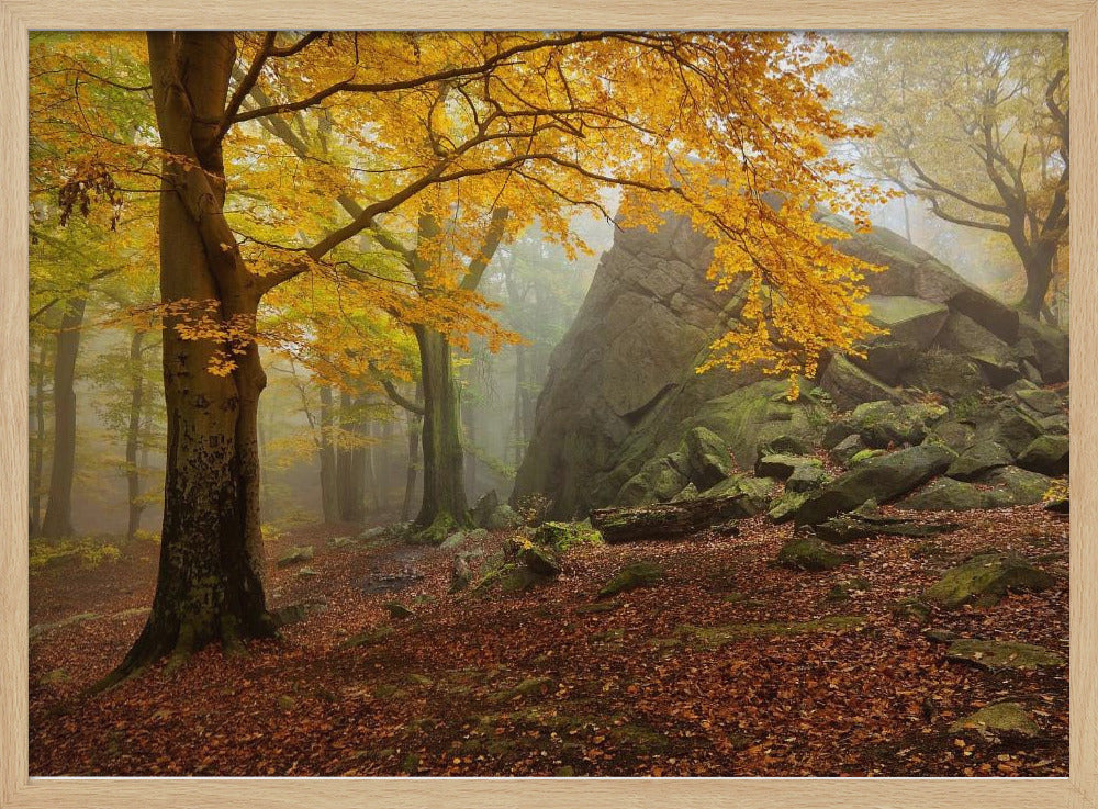 Herfstbos | Poster