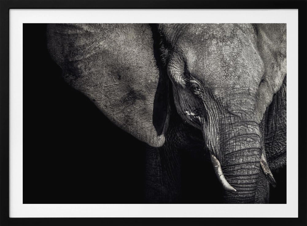 De Matriarch | Poster