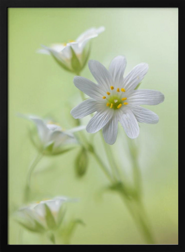 Lente schittering | Poster