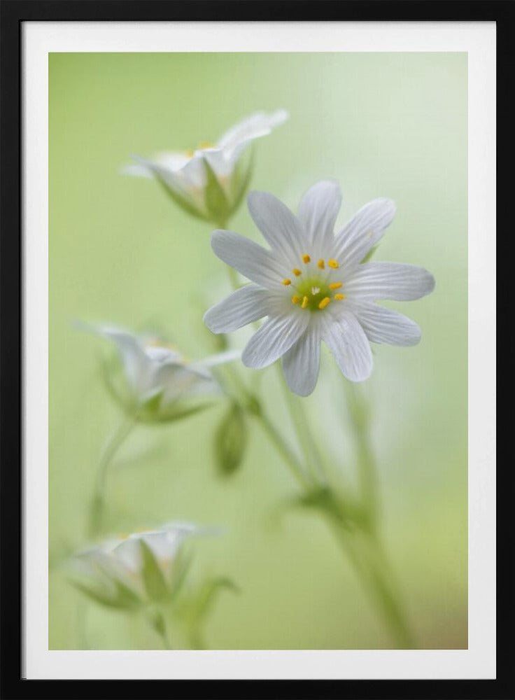 Lente schittering | Poster