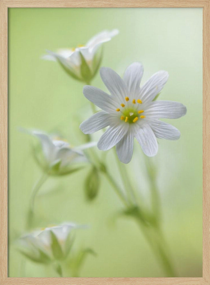 Lente schittering | Poster