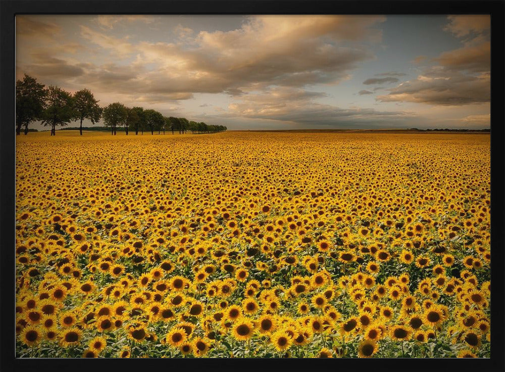 Zonnebloemen | Poster