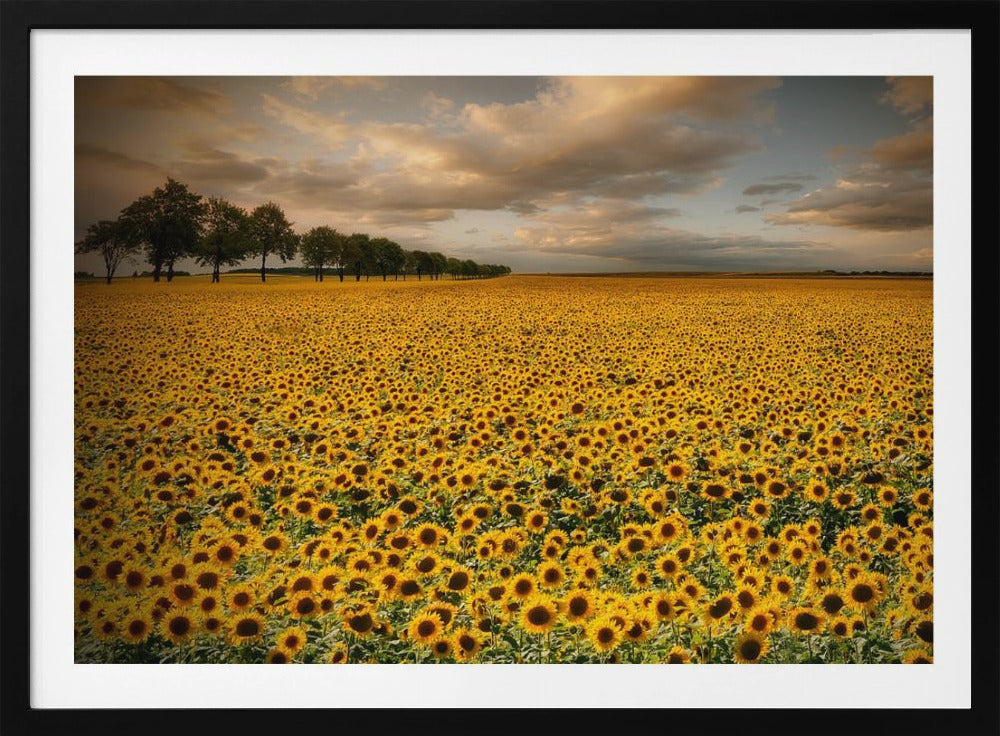 Zonnebloemen | Poster