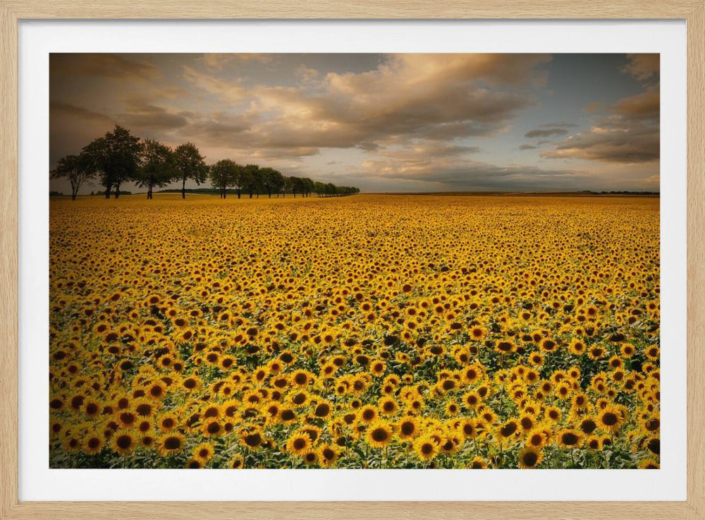 Zonnebloemen | Poster