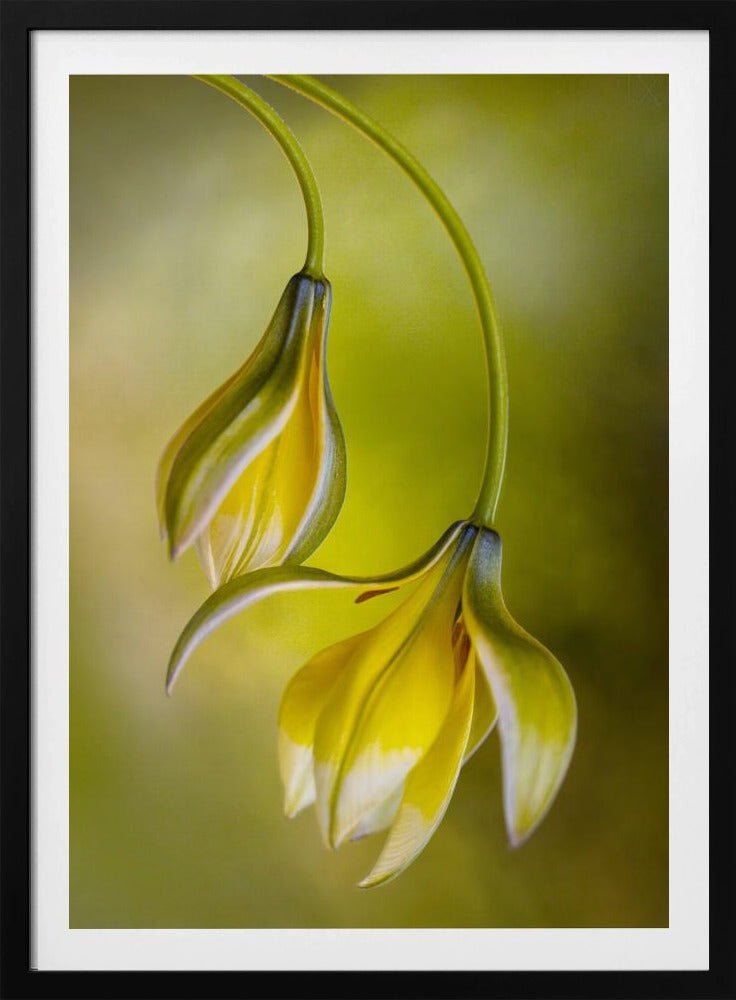 Tulp | Poster