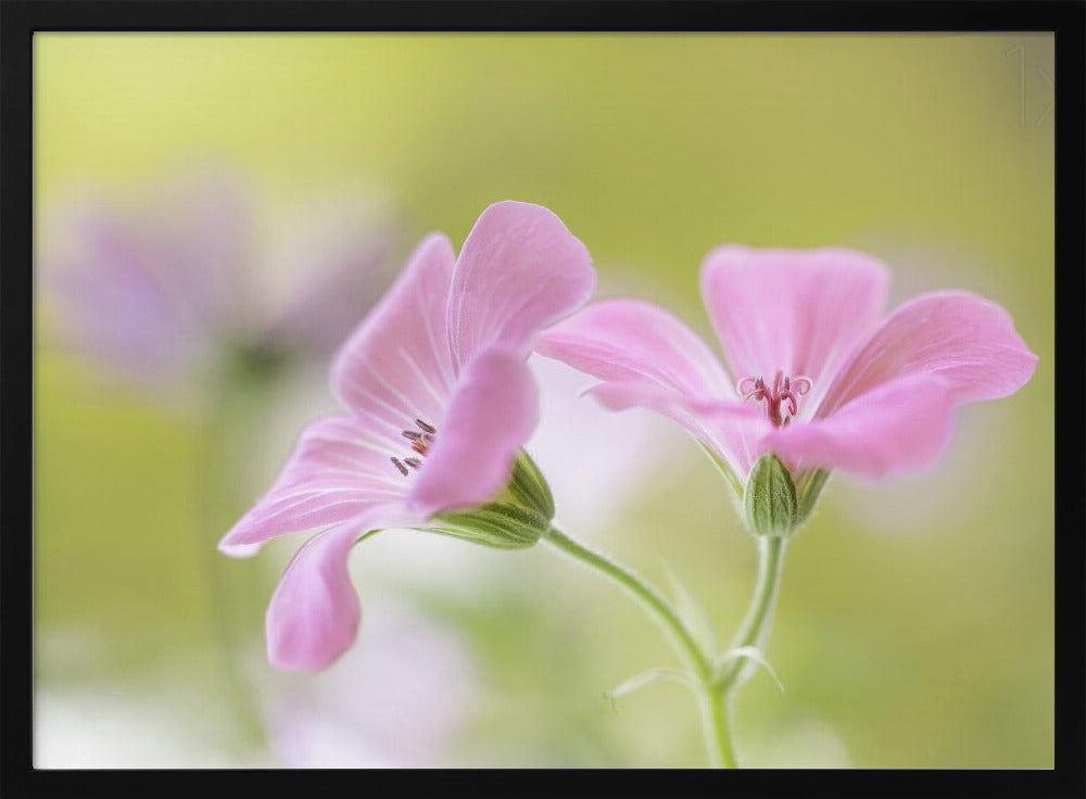 Roze Melodie | Poster