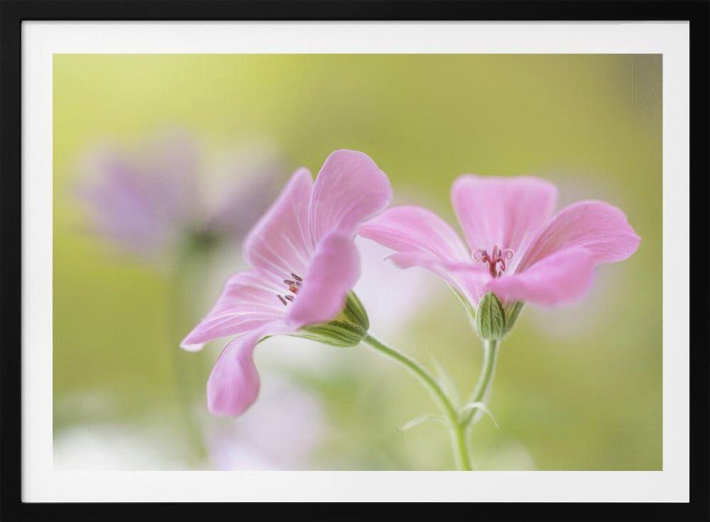 Roze Melodie | Poster