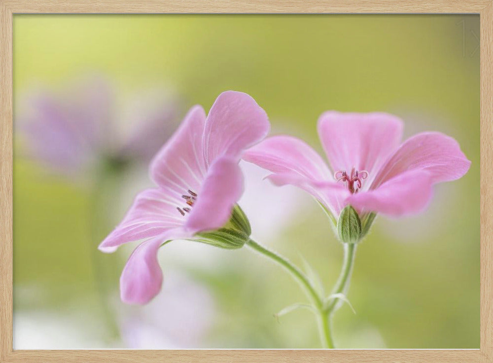 Roze Melodie | Poster