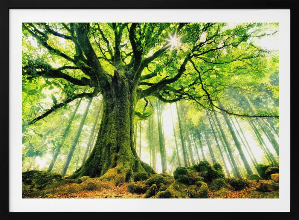 Ponthus' Beuk | Poster