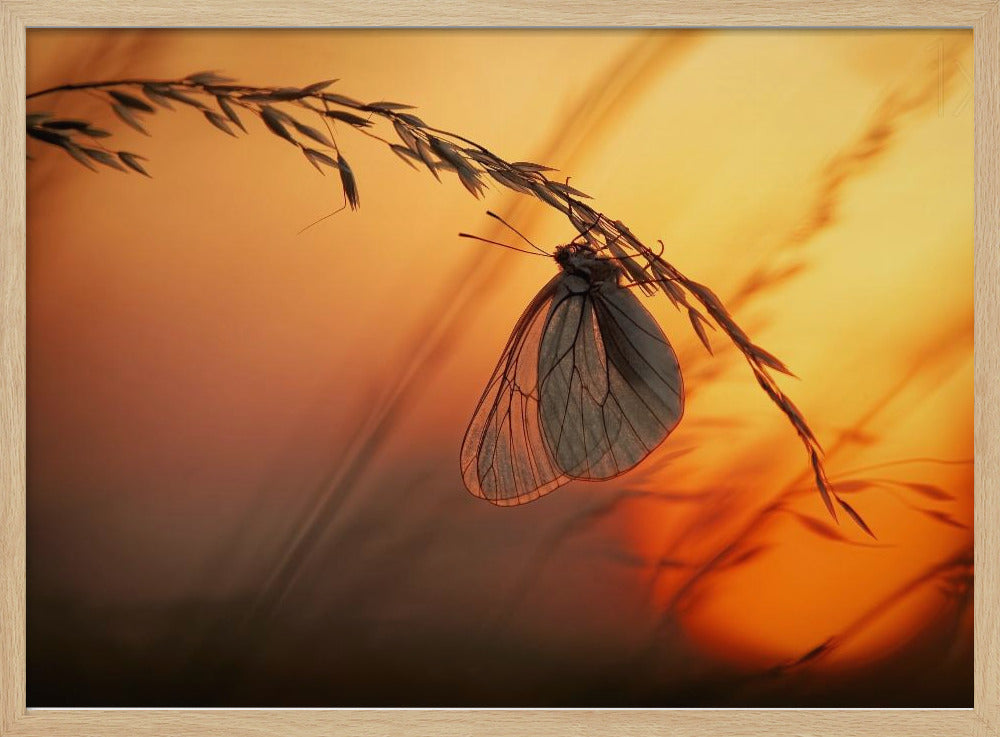 Welterusten | Poster
