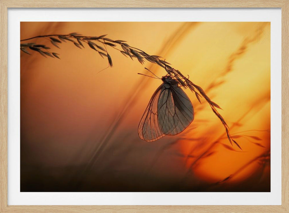 Welterusten | Poster