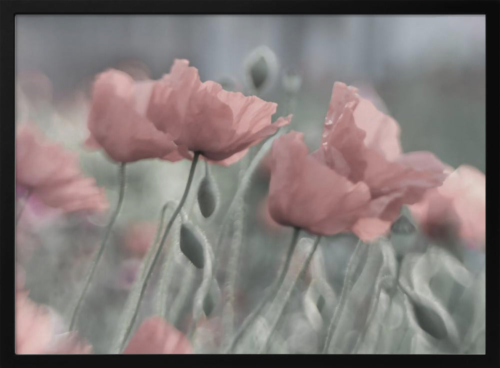 Softly | Poster