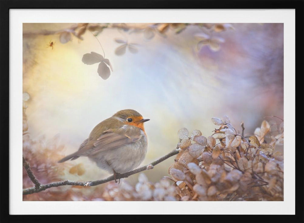 Robin over dromen | Poster
