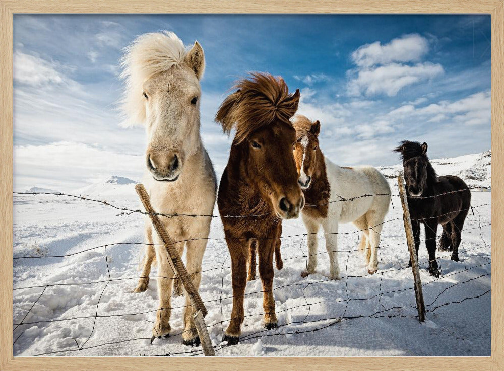 IJslands kapsel | Poster