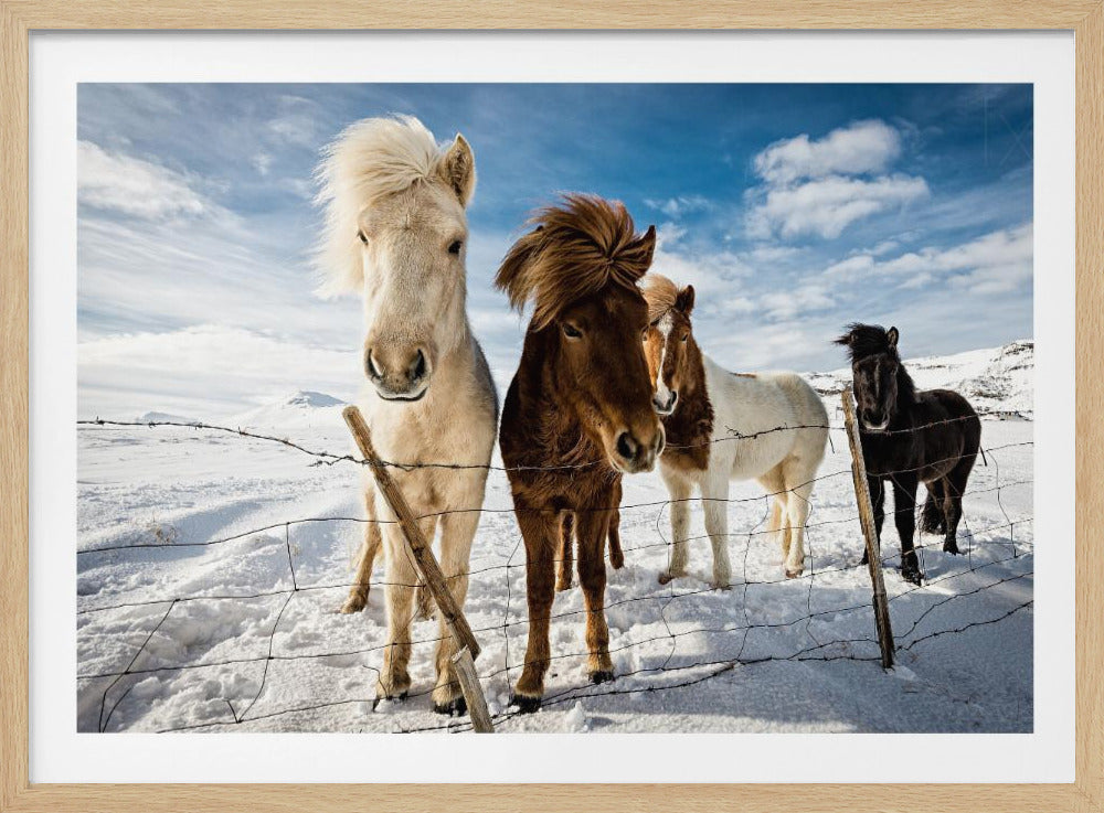 IJslands kapsel | Poster