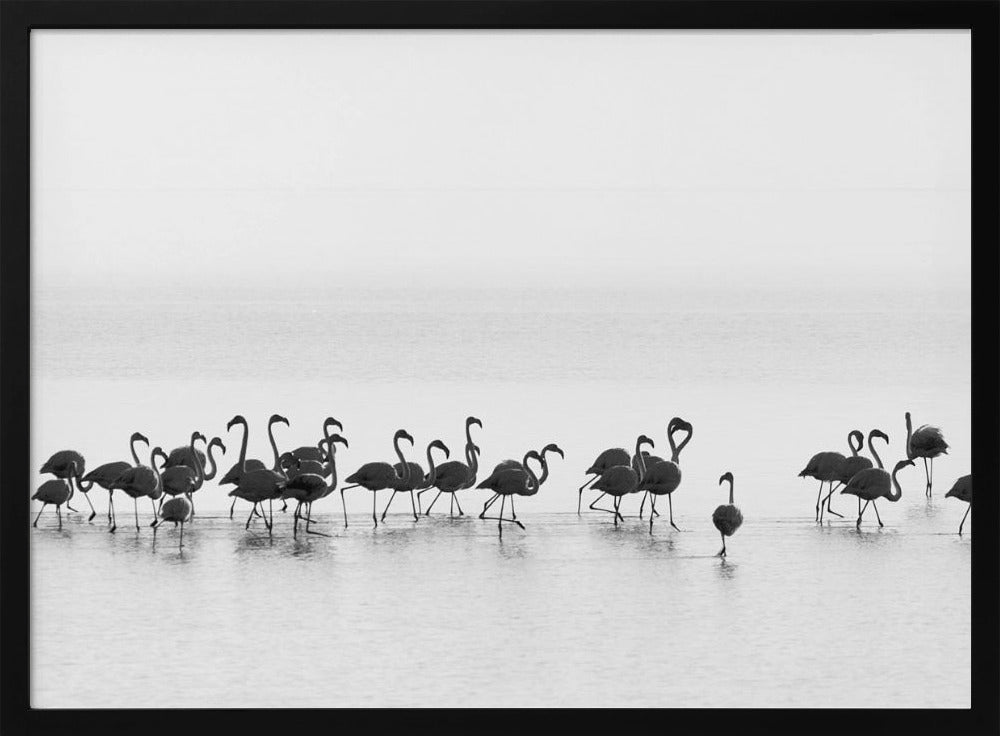 Flamingo's | Poster