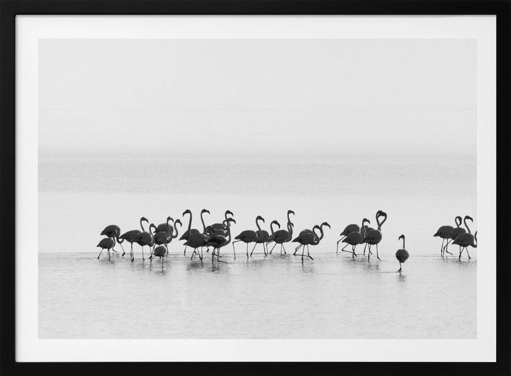 Flamingo's | Poster