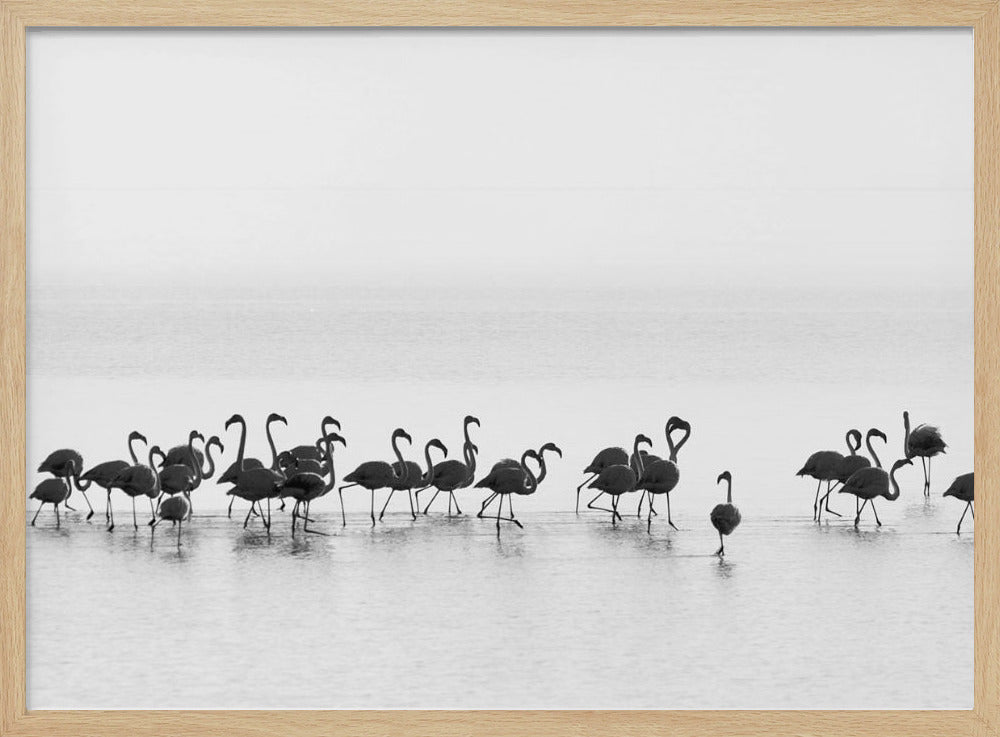 Flamingo's | Poster
