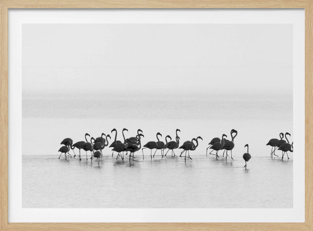 Flamingo's | Poster