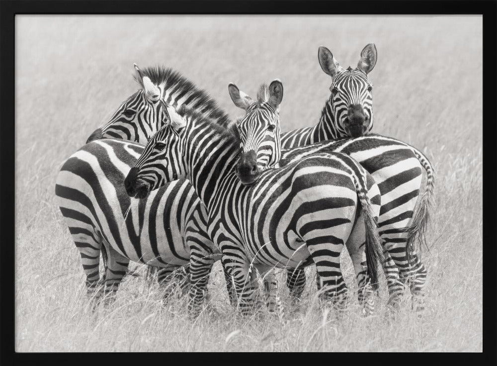 Zebra's | Poster