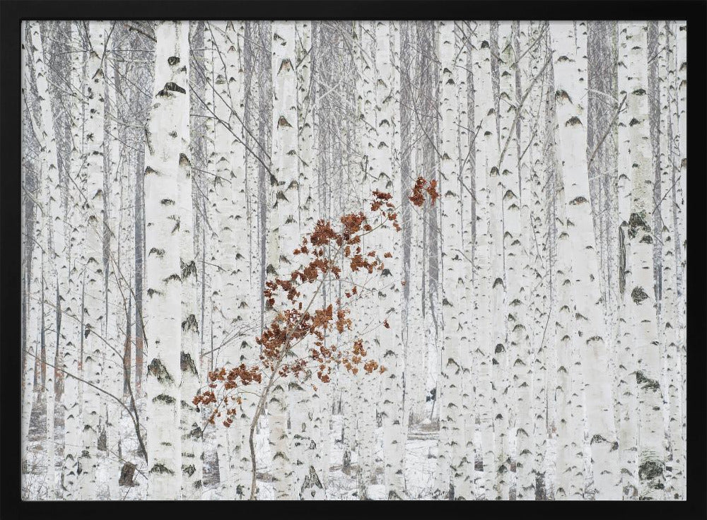 From White | Poster