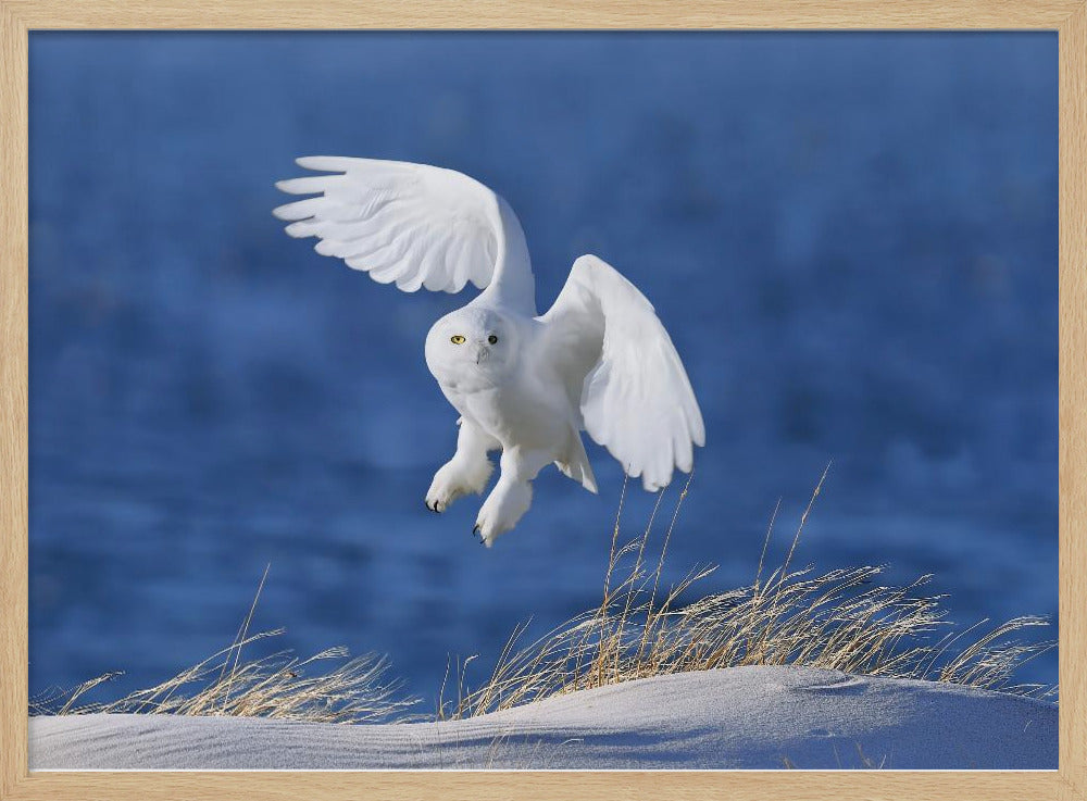 Witte Geest demon | Poster