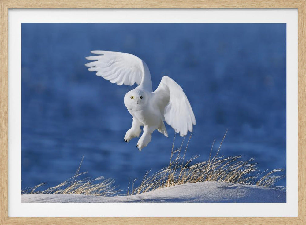 Witte Geest demon | Poster