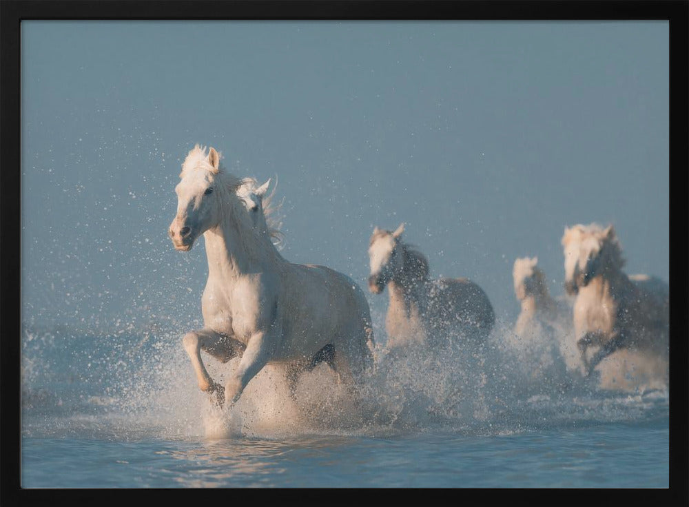 Engelen van de Camargue | Poster