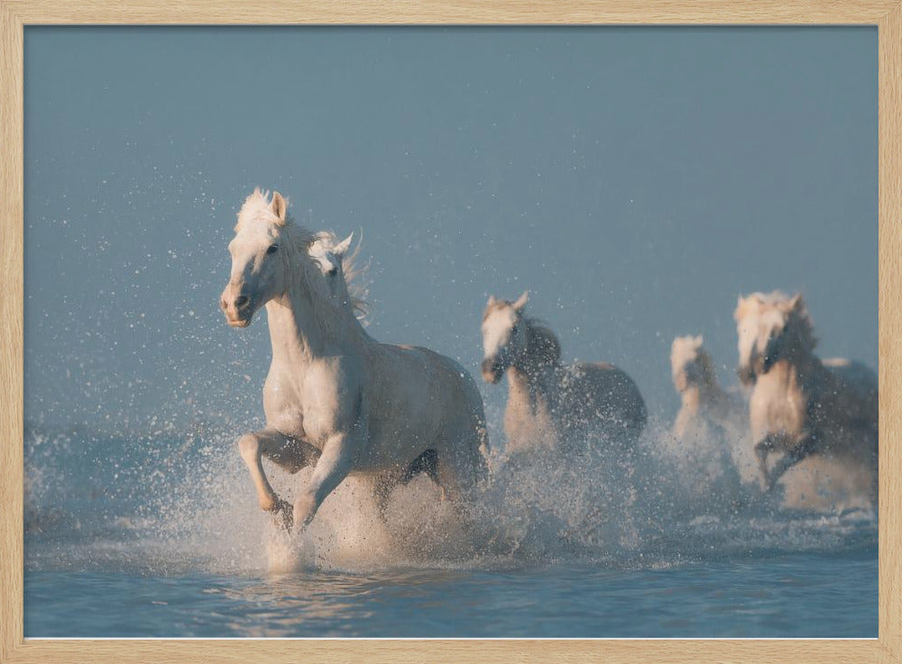 Engelen van de Camargue | Poster