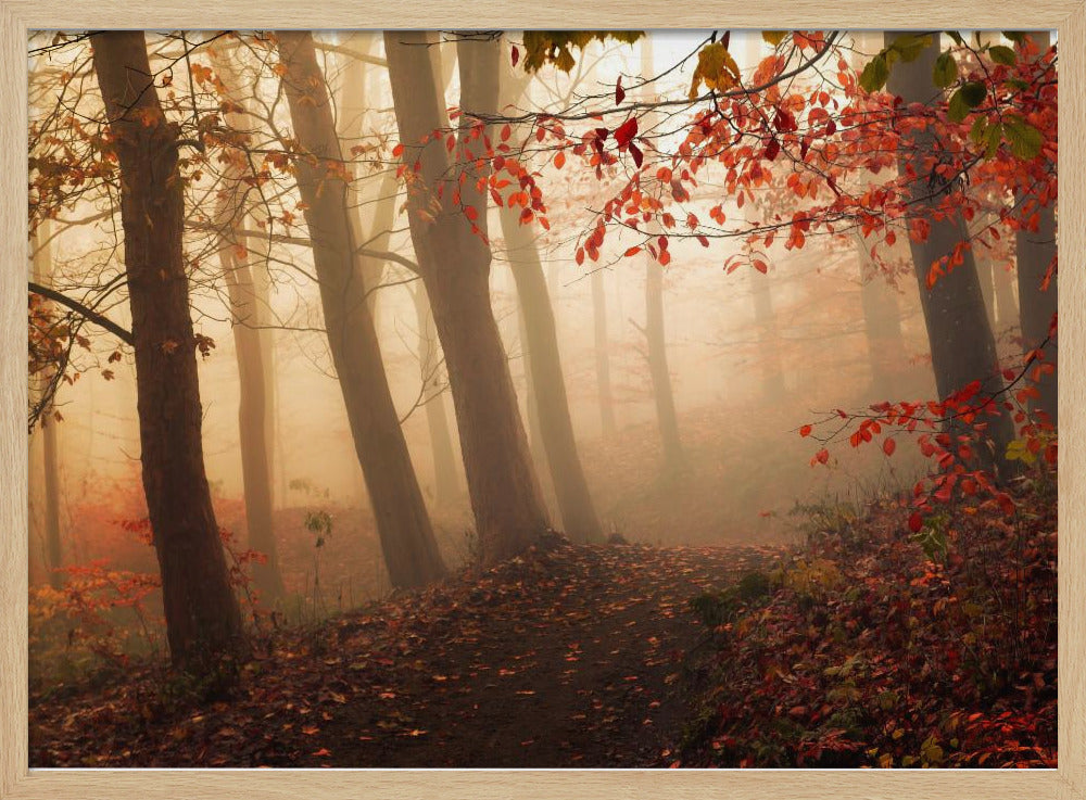 Op weg naar het licht. | Poster