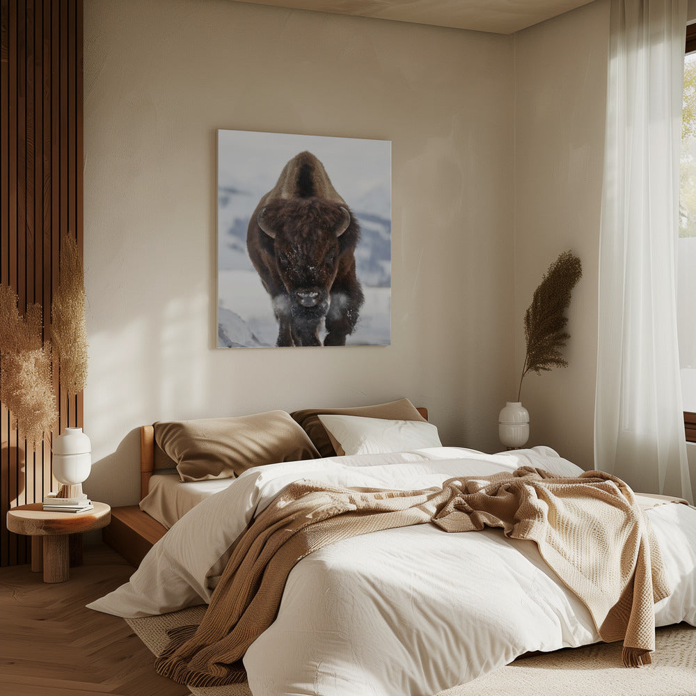 Bizons komen eraan | Canvas