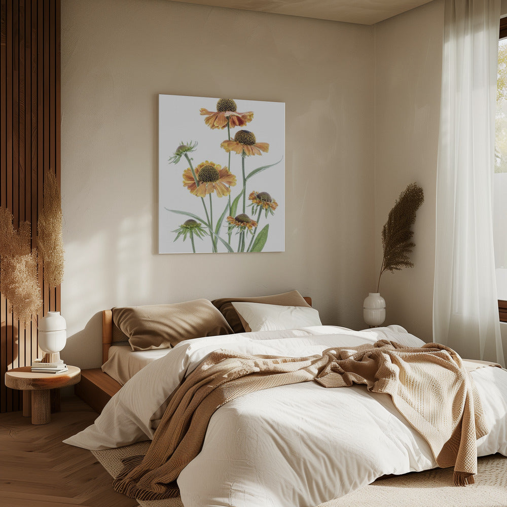 Helenium | Canvas