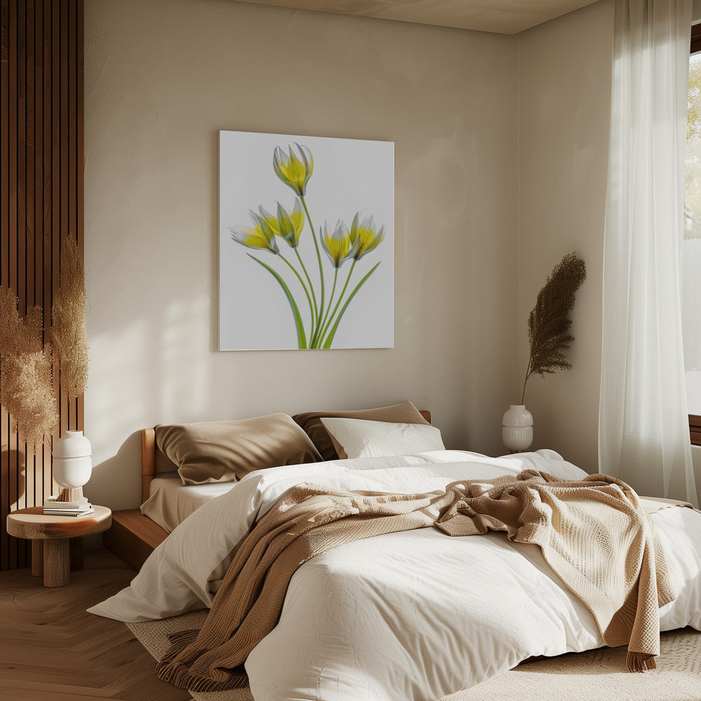 Tulp | Canvas