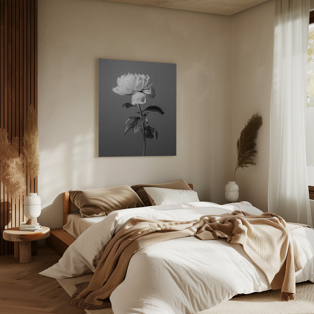 Pioenroos Zwart-wit | Canvas