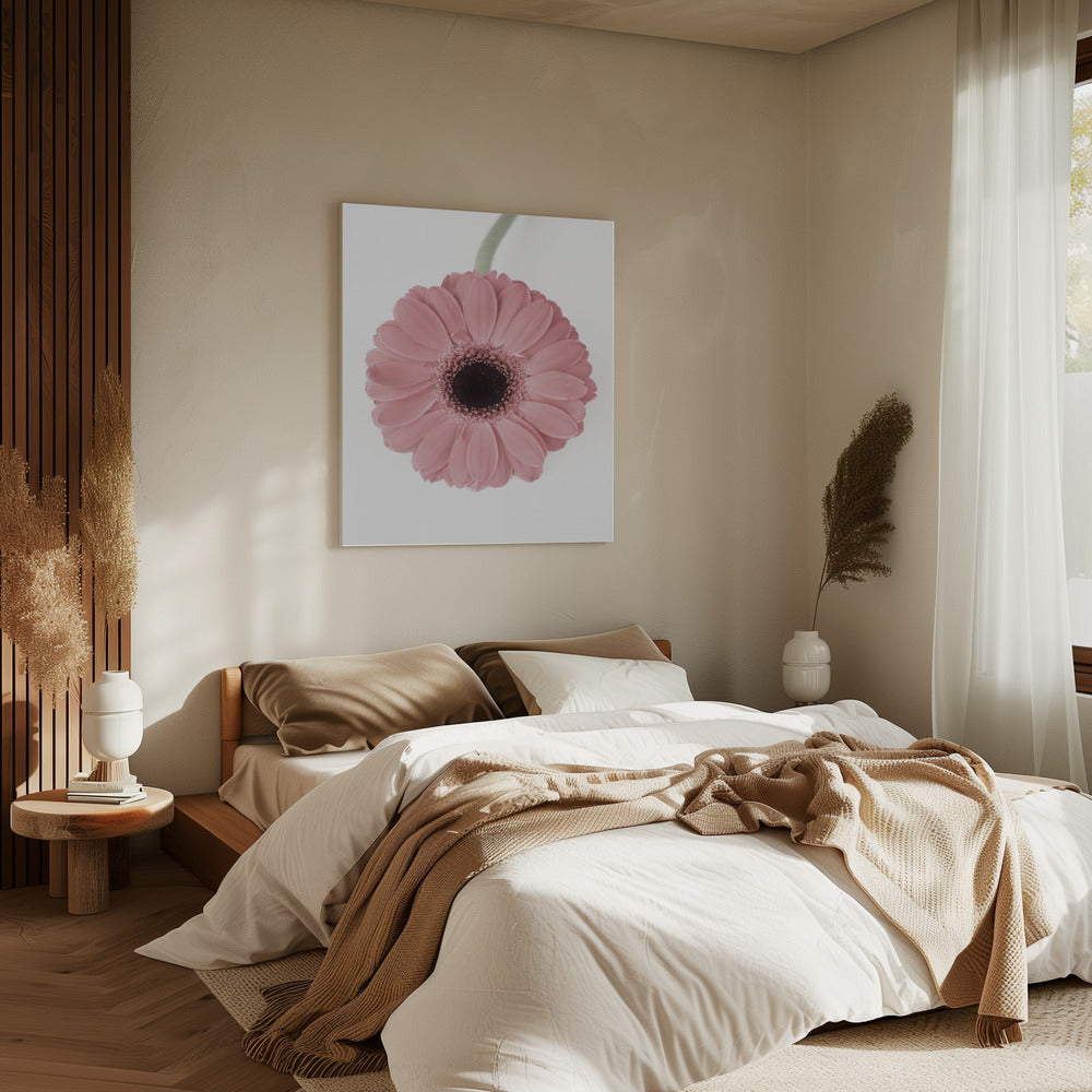 Pink Gerbera II | Canvas