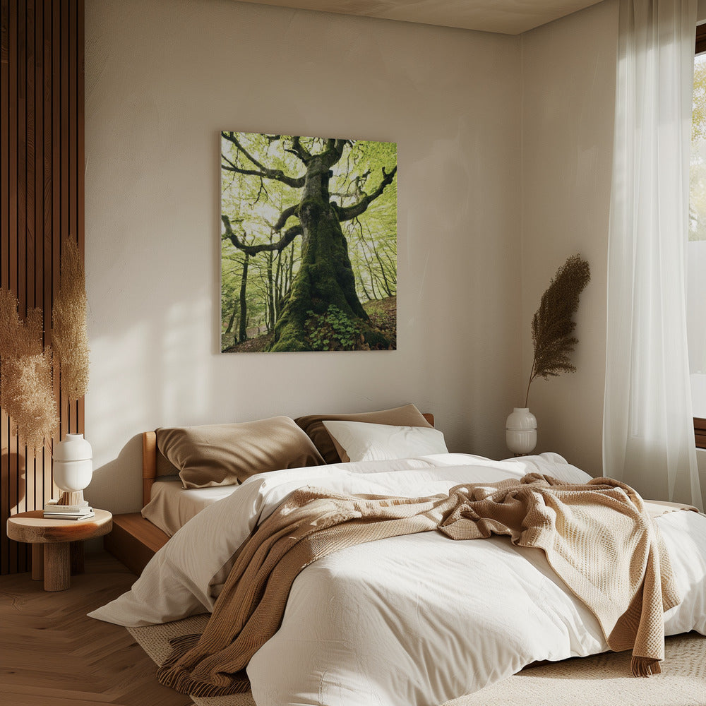 Ent | Canvas