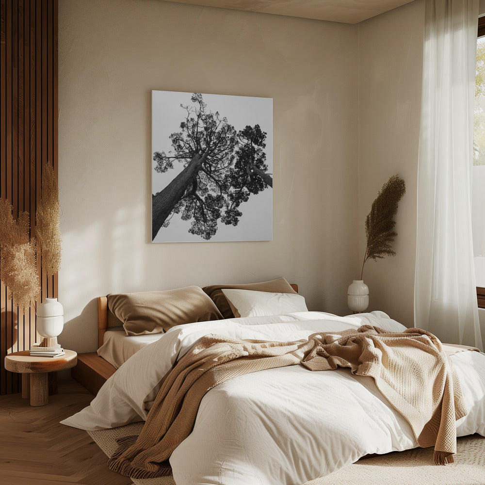 Torenhoge dennen | Canvas
